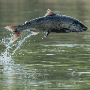 Salmon leaping out of the water
